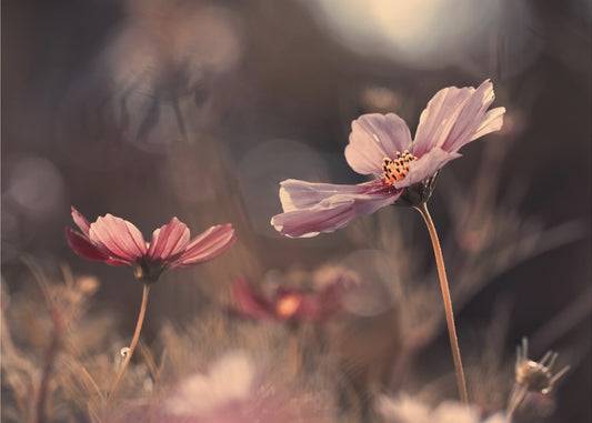 Bloemen van onschuld | Fotobehang