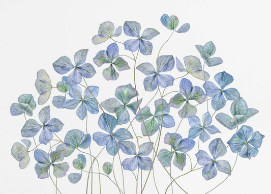Hortensia | Fotobehang