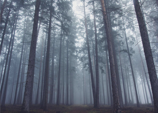 Misteriosa foresta nebbiosa. | Carta da Parati Fotografica