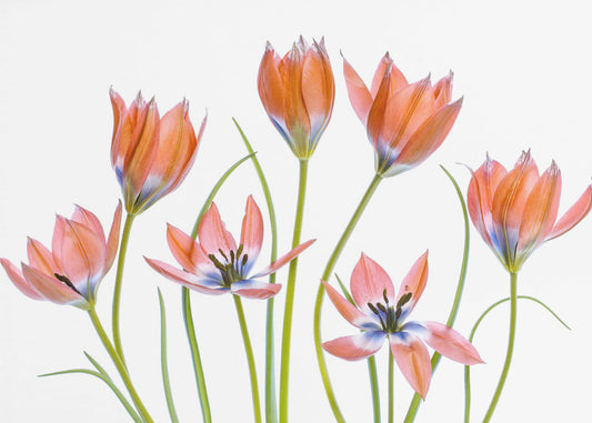 Abrikozen tulpen | Fotobehang