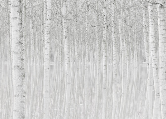 Alberi | Carta da Parati Fotografica