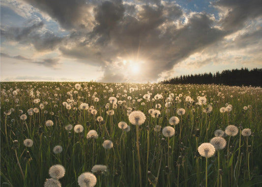 Gloeilampen | Fotobehang