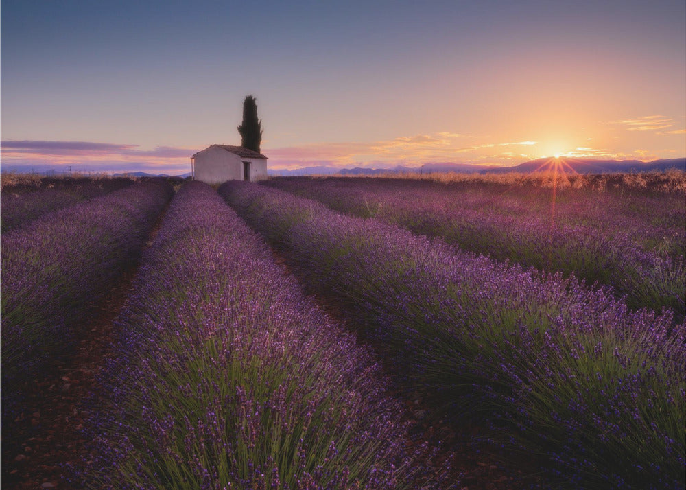 Lavande de Provence | Papier Peint Photo