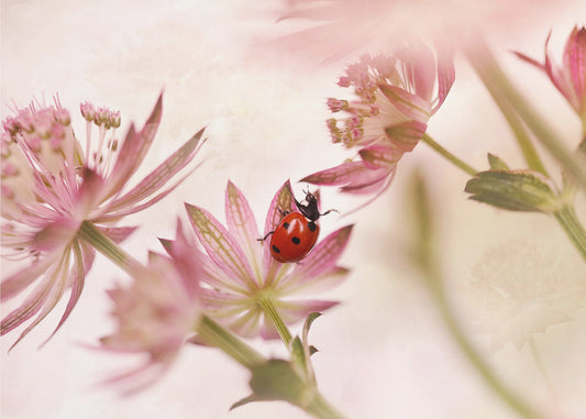 Lieveheersbeestje en roze bloemen | Fotobehang