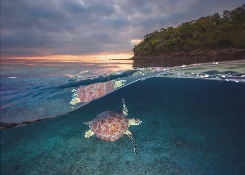 Tortue verte au coucher du soleil | Papier Peint Photo