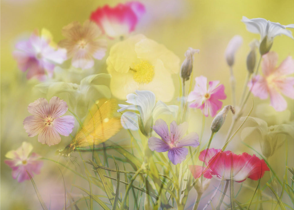 Kleiner Garten auf einer Sommerwiese | Fototapeten