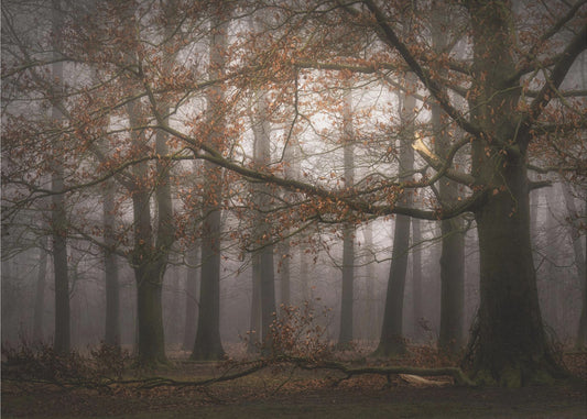 Souvenir brumeux du passé | Papier Peint Photo