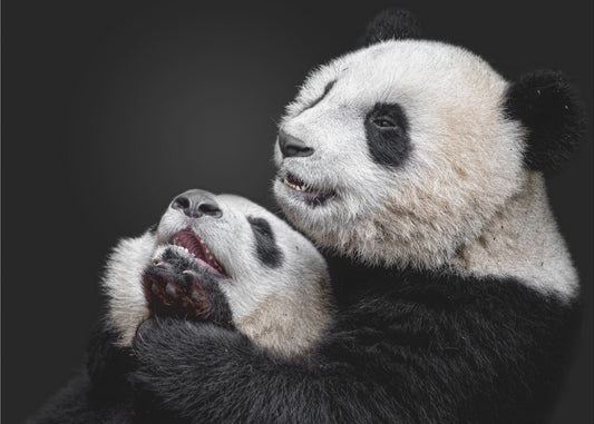 Pandas | Papier Peint Photo