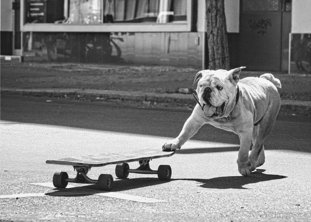 ... dogs just want to have fun ... | Canvas