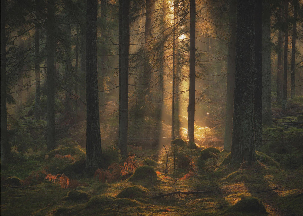 Valo metsässä | Valokuvatapetit