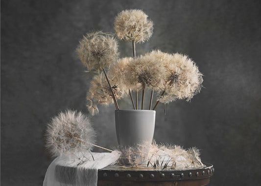 Paardenbloem zaadpeul | Fotobehang