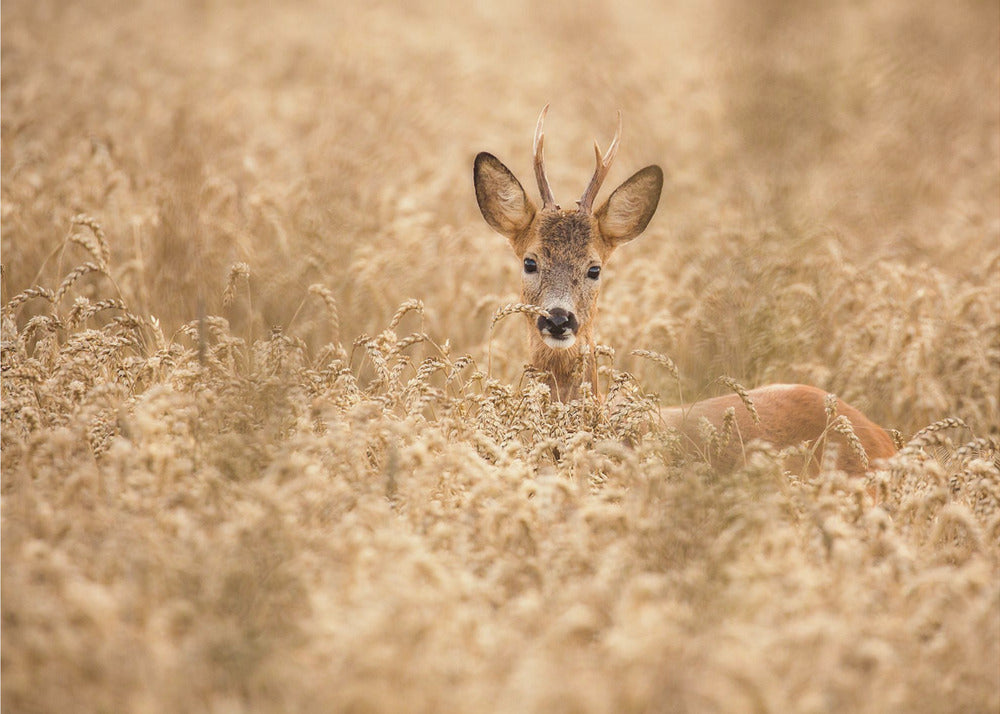 Cervo nel campo | Carta da Parati Fotografica