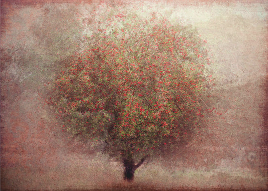 Appelboom | Fotobehang