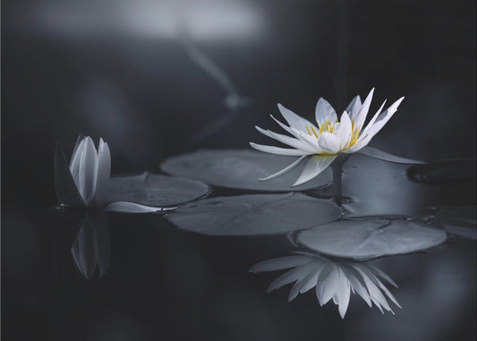 Reflectie | Fotobehang