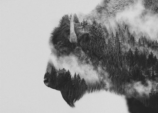 Bison | Leinwand-Bilder
