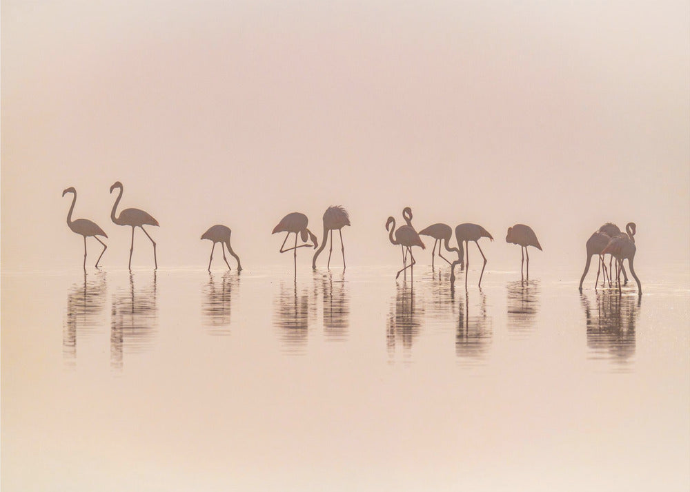 Flamingos im Nebel | Fototapeten