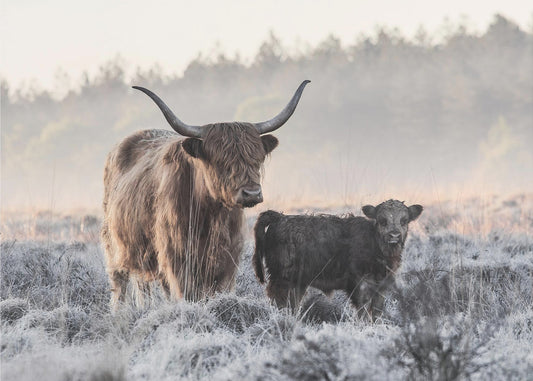 Highlander e vitello | Stampe su Tela