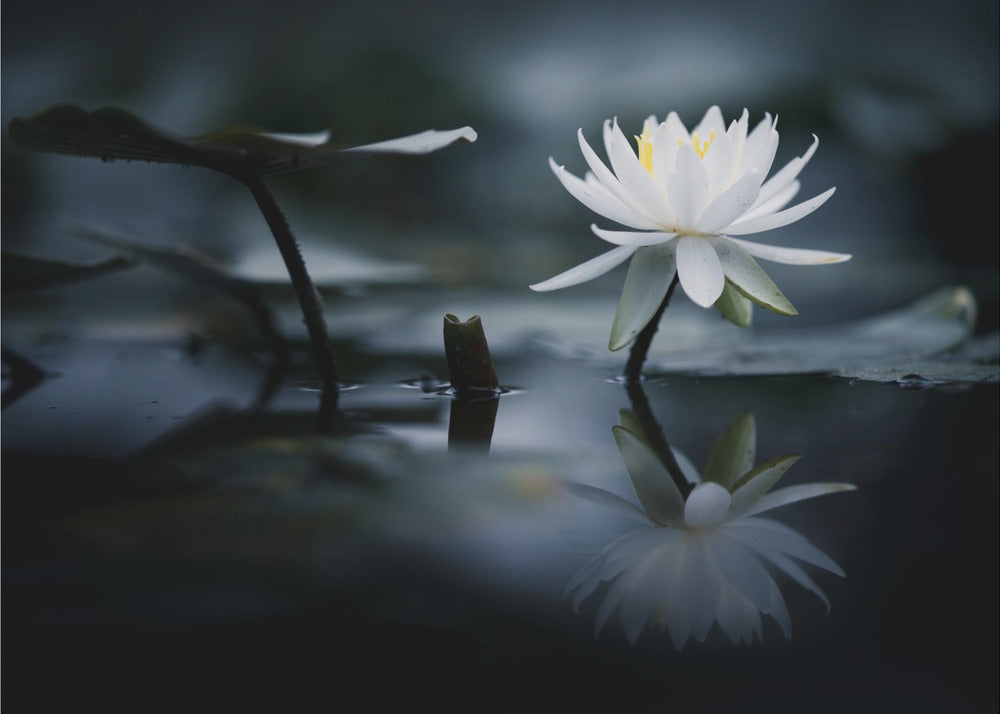 Reflexion | Fototapeten