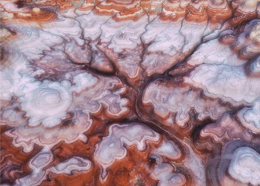 Un albero nel deserto | Carta da Parati Fotografica