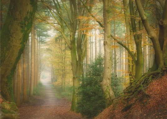 Seguendo la nebbia | Carta da Parati Fotografica