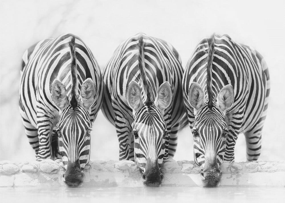 Zebre | Carta da Parati Fotografica