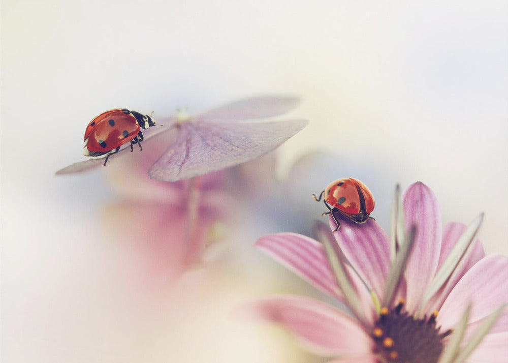 Sommerens sidste dage | Fototapeter