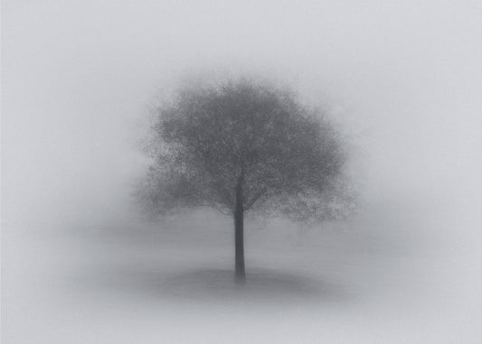 Baum im Nebel | Leinwand-Bilder