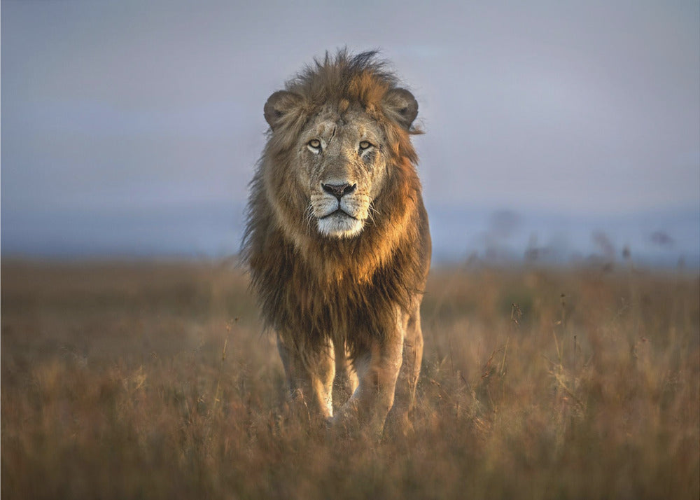 Gros plan sur le lion | Papier Peint Photo