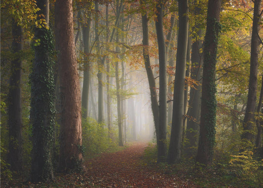 Foresta colorata autunnale | Carta da Parati Fotografica