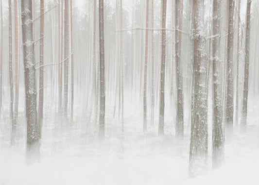 Foresta invernale in Svezia | Carta da Parati Fotografica
