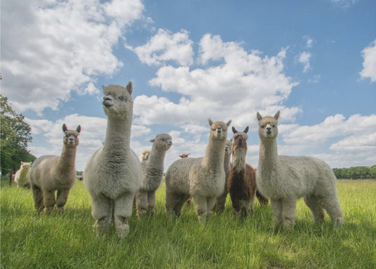 Mandate gli alpaca! | Carta da Parati Fotografica