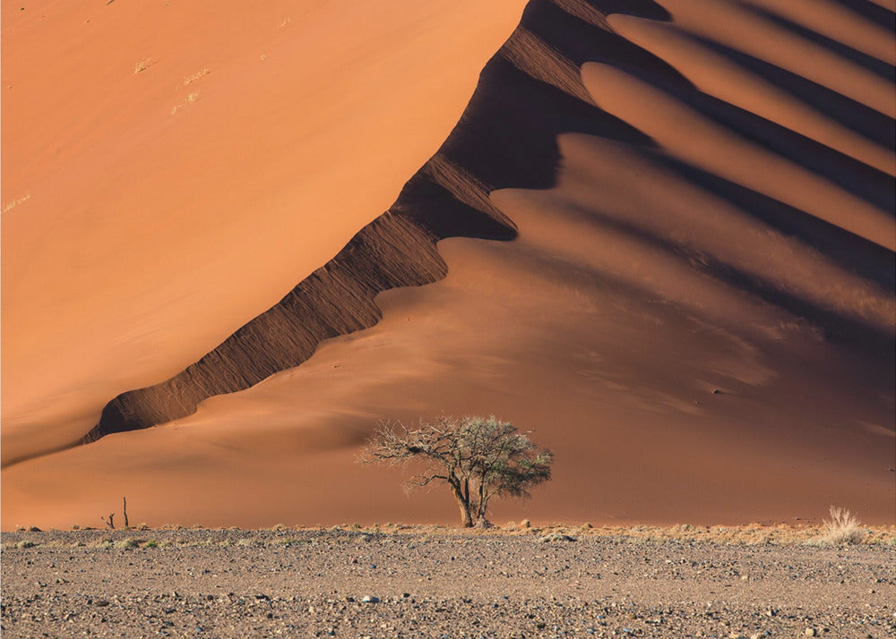 Die Düne und der Baum | Fototapeten
