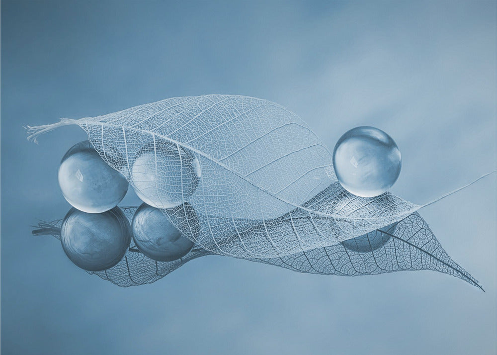 Feuille sèche et bulles | Papier Peint Photo