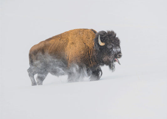 Bisonte en la nieve | Papel Pintado Fotográfico
