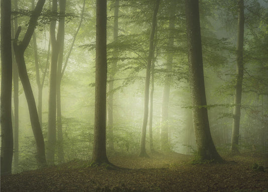 Mysterieuze lentemorgen | Fotobehang