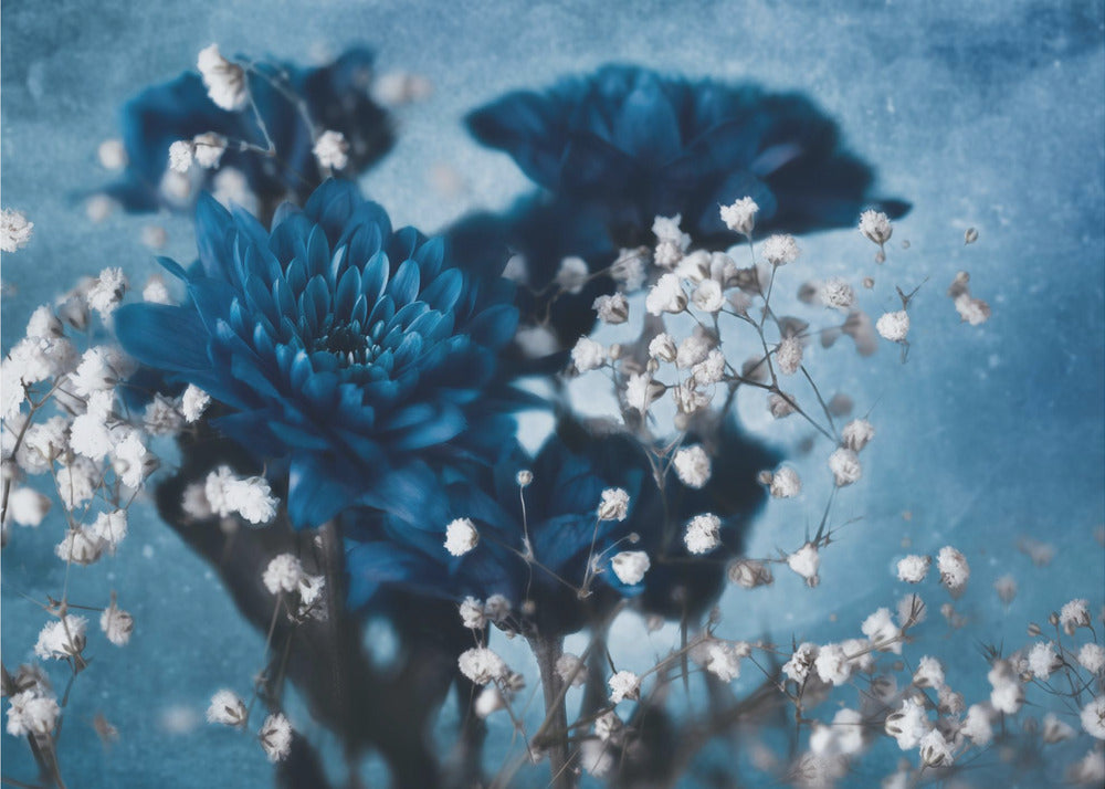 Dahlia | Fotobehang