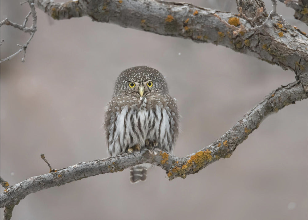 Piccolo tizio nella neve | Carta da Parati Fotografica