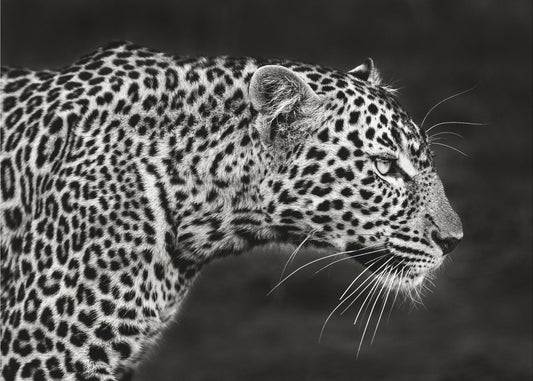 Leopard på nært hold | Lerretsbilder
