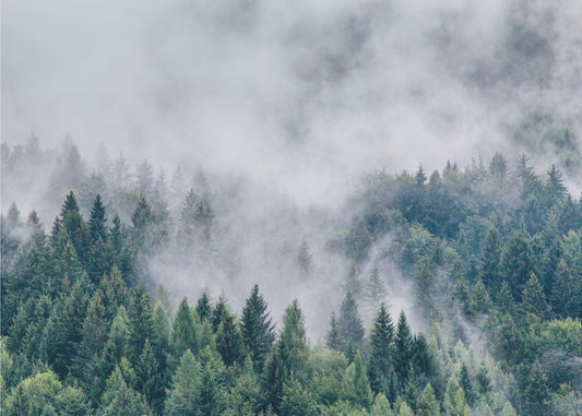 Petrichor | Lerretsbilder