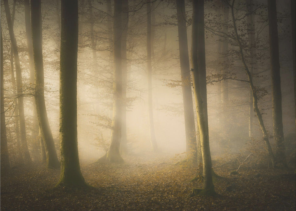 Novemberviskningar | Fototapet