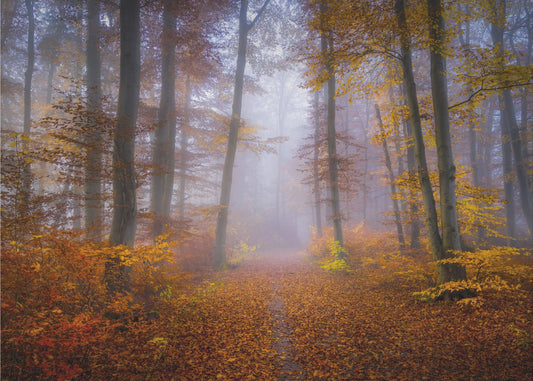 Sentiero di ottobre | Carta da Parati Fotografica