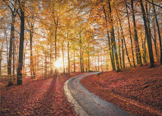 Strada nel Parco Nazionale Söderåsen, Svezia | Carta da Parati Fotografica