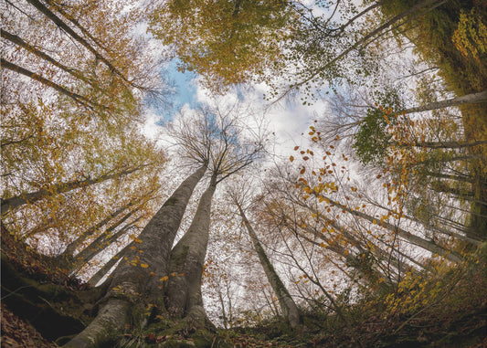 Foresta | Carta da Parati Fotografica