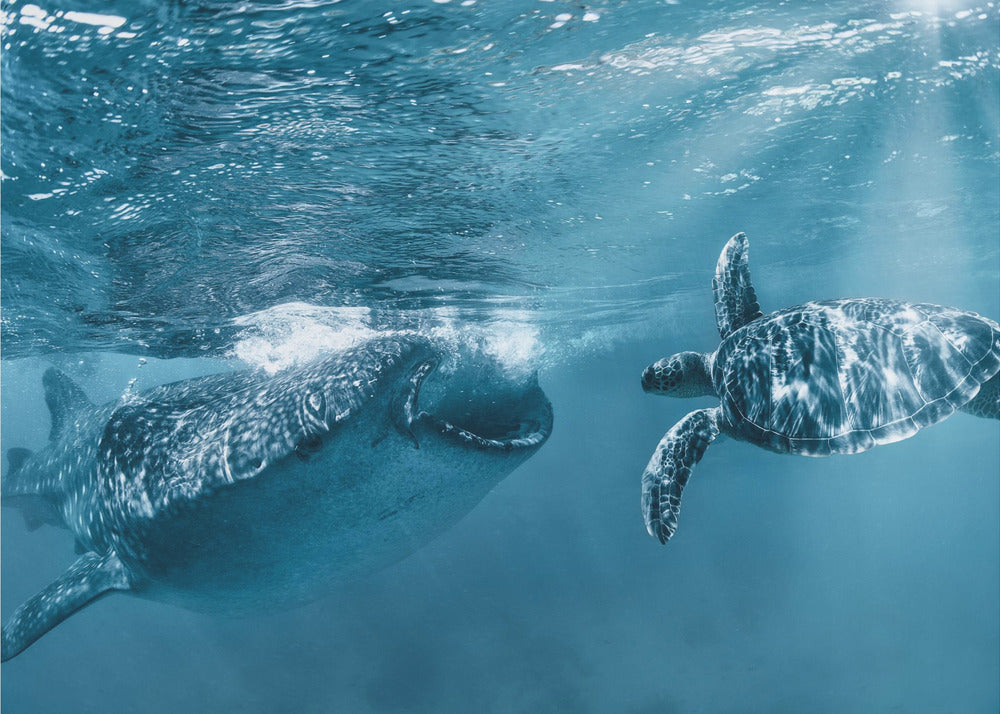 Una volta all'oceano | Carta da Parati Fotografica
