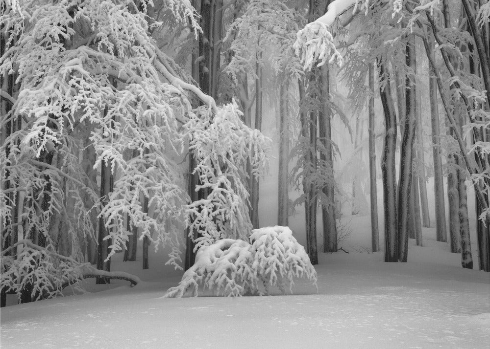 L'hiver parfait | Papier Peint Photo