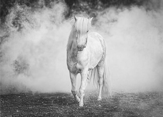 IJslandse pony | Canvasprints
