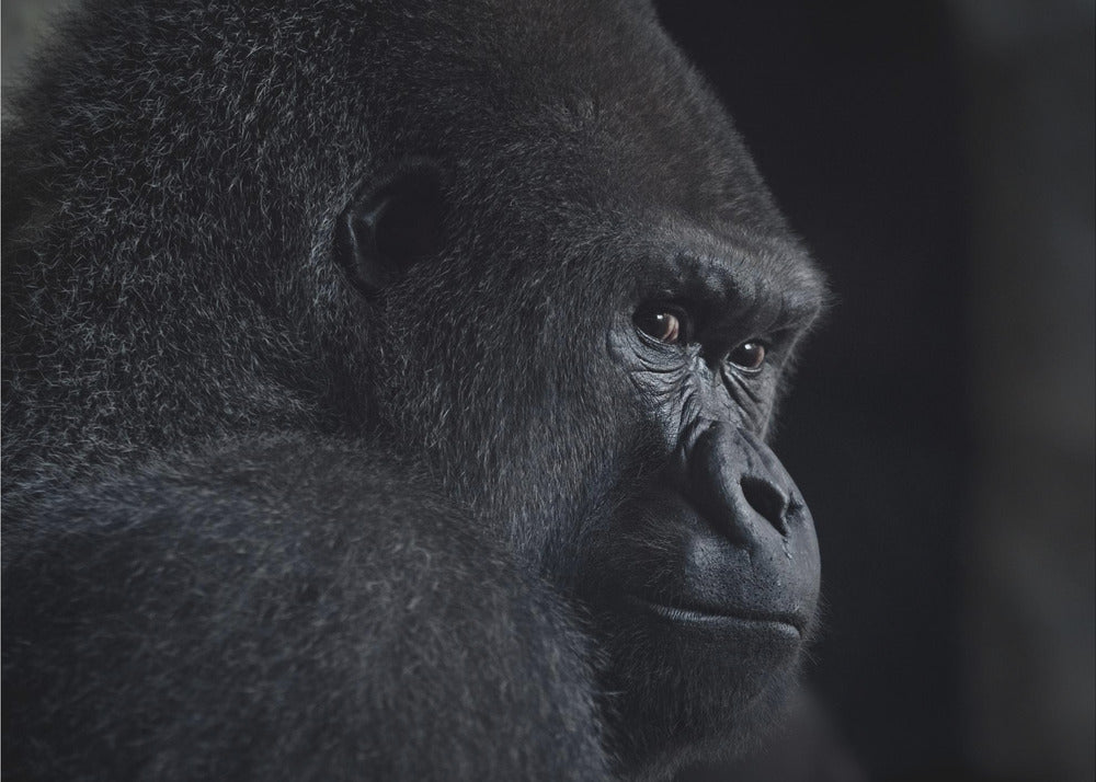 gorillan katse | Valokuvatapetit