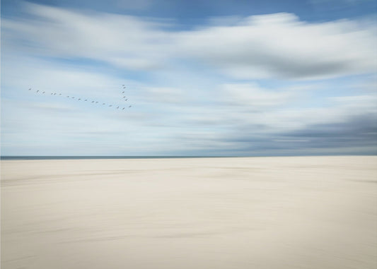 fugle ved havet | Fototapeter