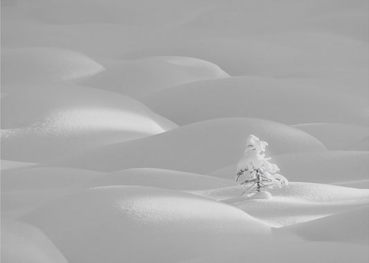 Alene | Fototapeter