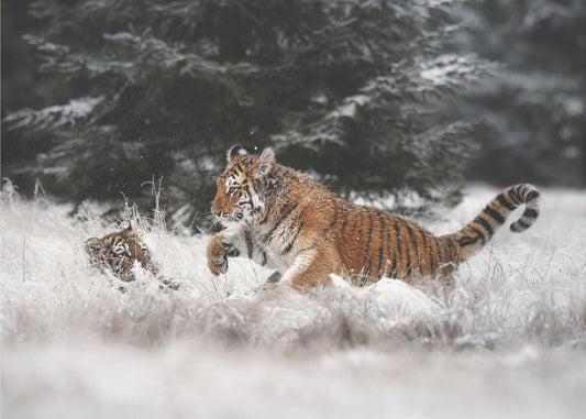 Joy on the snow | Wallpaper